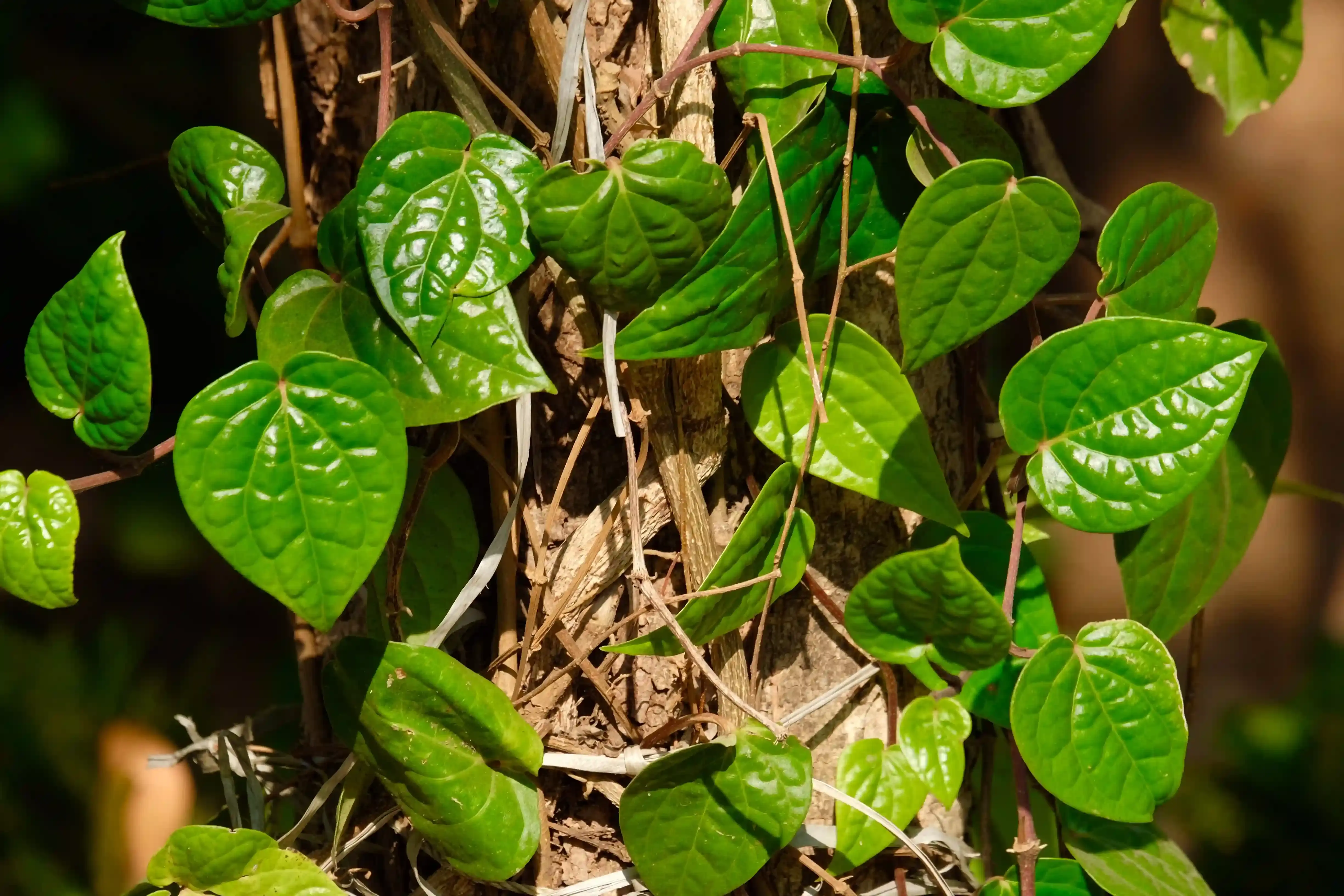 Agricultural crop 3
