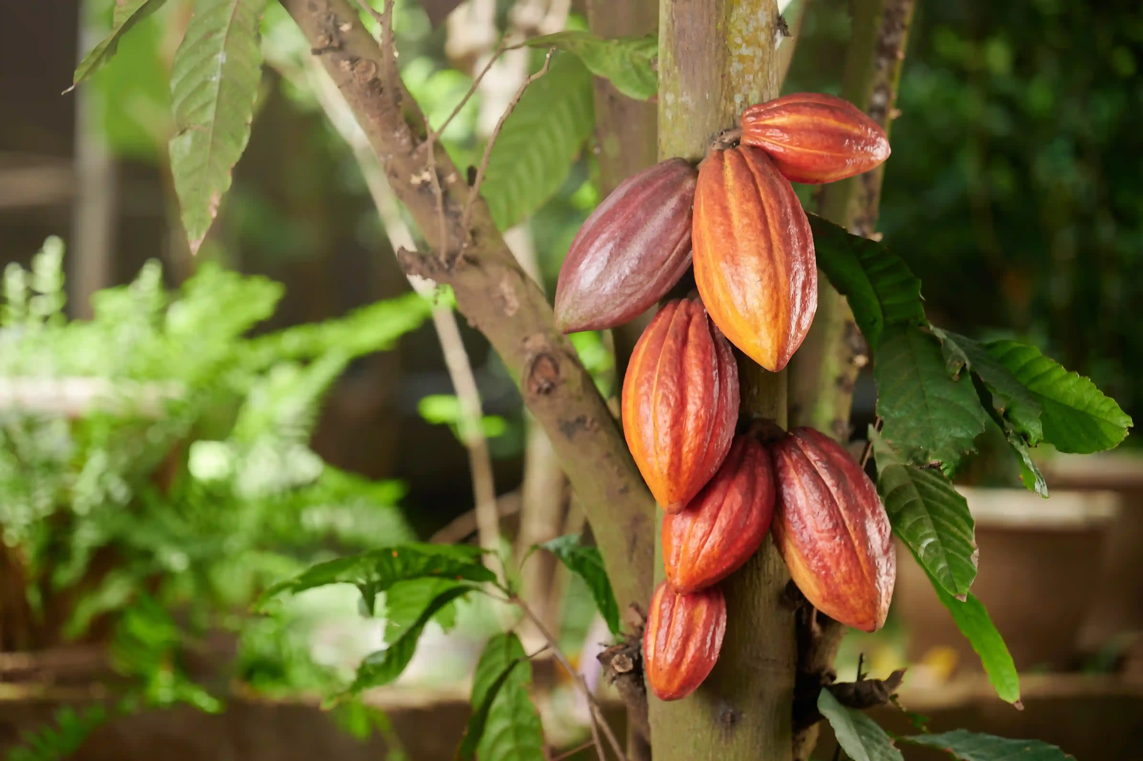 Agricultural crop 4
