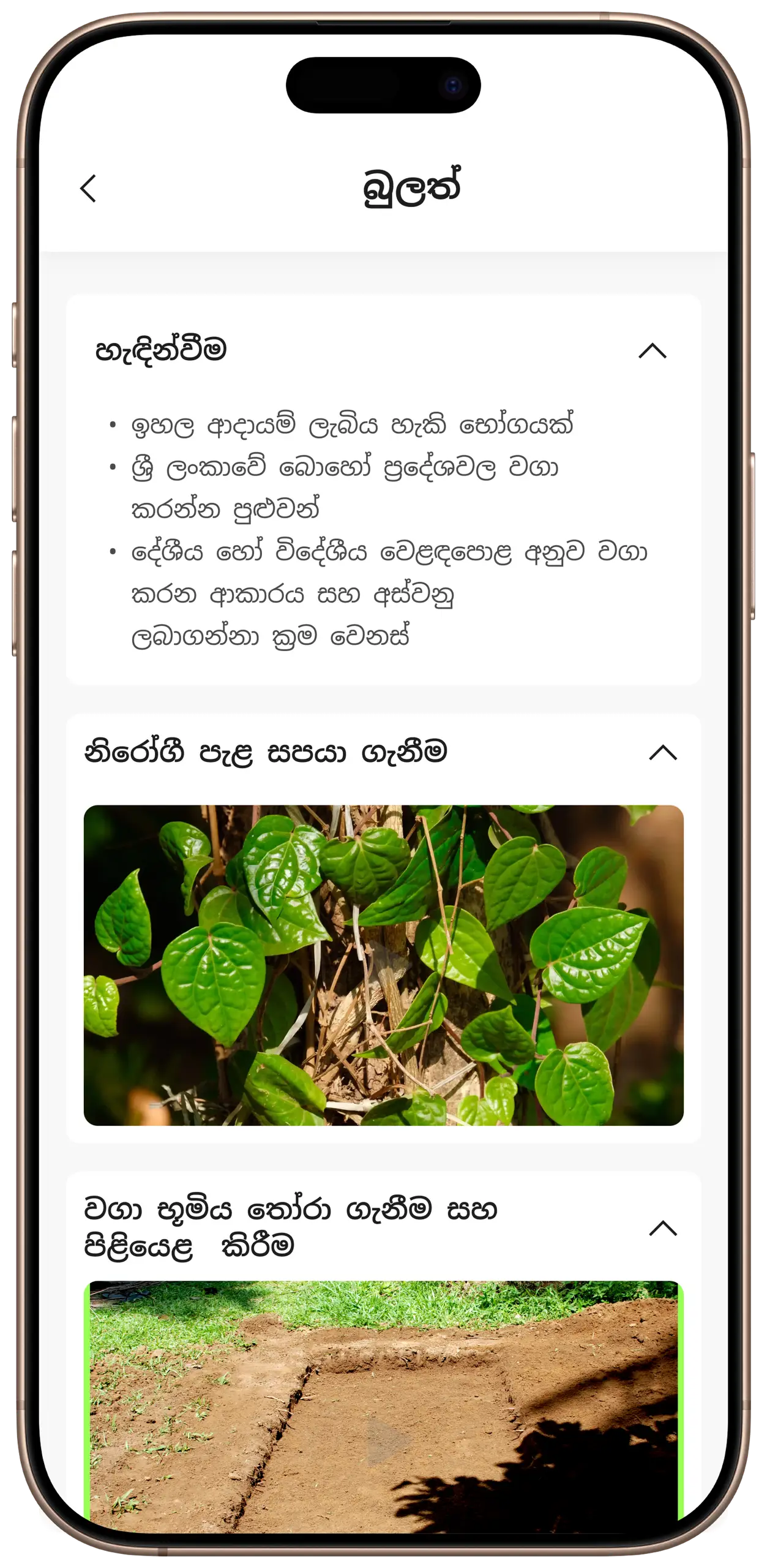 ExpoSpice crop information section with cultivation tips and plant images