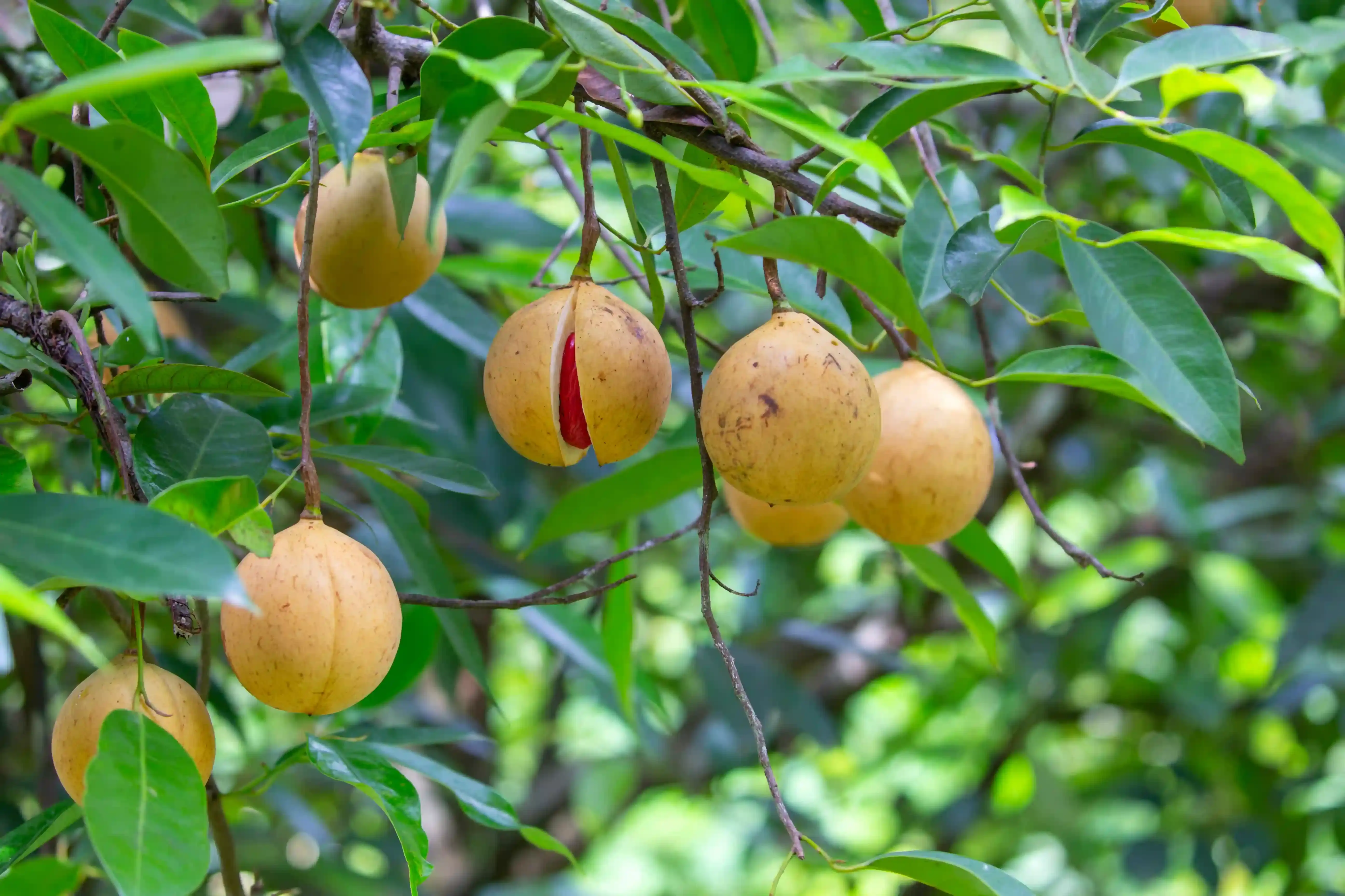 Agricultural crop 5